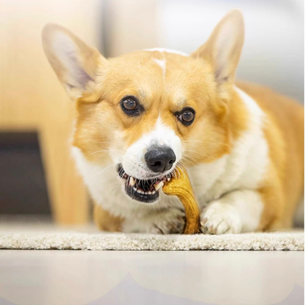GiGwi Wooden Antler Chew Toy